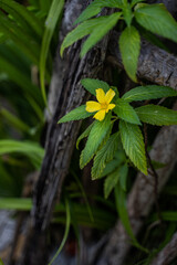 Bright yellow alder flower blooming among serrated green leaves in a tropical coastal forest in the Maldives, with driftwood and dense vegetation in soft natural lighting during daytime.