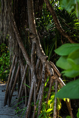 Close-up of screw pine trees with prominent stilt roots and dense tropical vegetation growing in sandy coastal soil on an island in the Maldives, illuminated by soft natural light.
