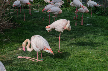 Flamingos Standing on Grass in Zoo Habitat
