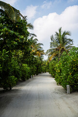 Fototapeta premium Tropical sandy road lined with thick vegetation and coconut palms on both sides, leading through lush greenery under partly cloudy skies on a Maldivian island resort in the Indian Ocean.