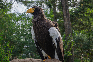 Steller’s Sea Eagle Perched on Rock in Forested Zoo Aviary