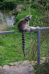 Ring-Tailed Lemur Sitting on Fence in Zoo Habitat with Pond