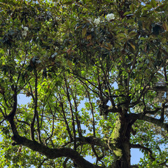 Low angle view of flowering magnolia tree branches with lush green leaves against clear blue sky