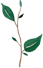 Green Branch Leaves Watercolor