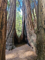 hollowed out tree in the forest
