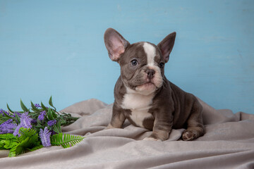cute French Bulldog puppy on a blue background