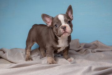 cute French Bulldog puppy on a blue background