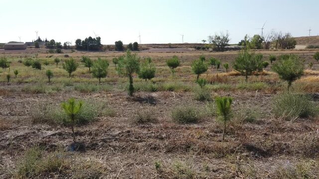 Plantation of small conifer trees to be used as a windbreak in rural Spain.