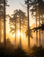 Golden sunrise in a misty forest