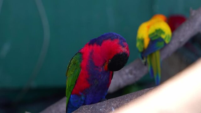 Close up shot of a Black-capped lory (lorius lory) standing on tree branch, preening, and grooming the vibrant feathers with its beak.