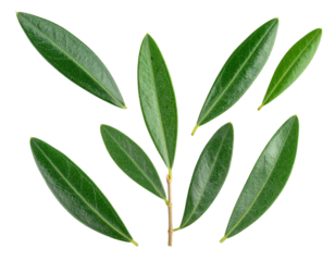 Elegant Olive Branch with Multiple Leaves and Minimalist Style PNG