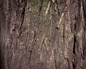 tree bark close-up.