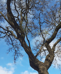 a tree without leaves against the blue sky.