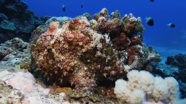 A well-camouflaged frogfish rests on the reef in Mauritius waters, blending with corals in a striking display of natural disguise and marine adaptation.