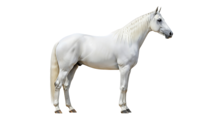Majestic White Horse Standing Still Against Black Background