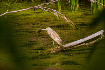 (Ardeola ralloides) sitting on a branch on a lake and looking for food.