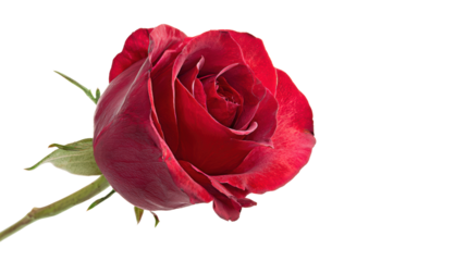 Beautiful red rose on a white isolated background, symbolizing love and passion.