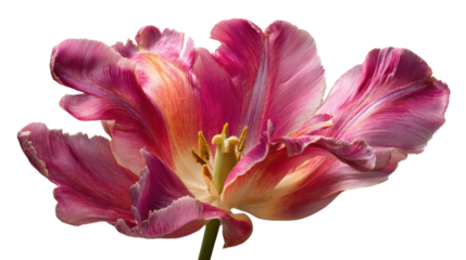 Beautiful purple tulip flower on a white isolate background.