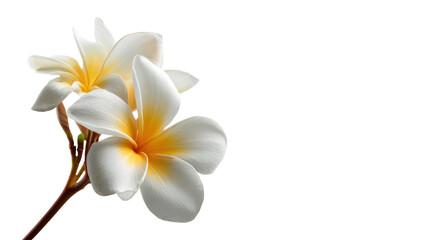 Fototapeta premium Beautiful white plumeria flowers with yellow accents on a branch, isolated on white background.