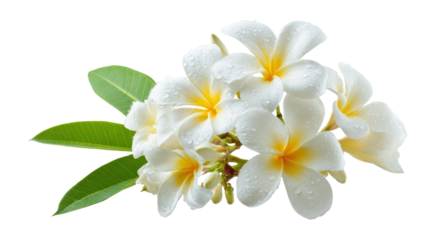 Beautiful white plumeria flowers with yellow centers and green leaves on a white isolated background.