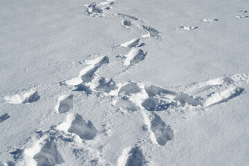 Footprints in untouched white snow on a cold winter day