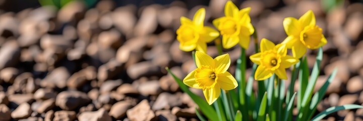 Daffodils emerge from rich soil, their vibrant yellow blooms pushing through the earth in a breathtaking spring garden scene, petals, blossom, soil
