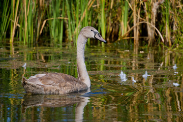 portrait of young swans on a lake on a sunny day