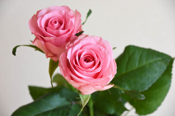 ピンクのばら