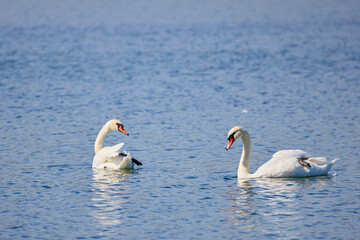 portrait of young swans on a lake on a sunny day