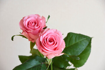 ピンクのばら