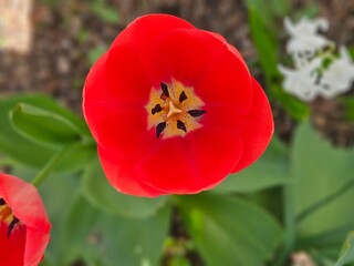 Fototapeta premium red tulip in the garden