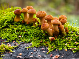 Colorful mushrooms grow on a moss-covered log in a forest during the early morning light
