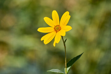 beautiful yellow sunflower (Helianthus tuberosus) flowers in daylight