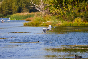 (Ardea cinerea), flying over a lake on a sunny day