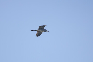 (Ardea cinerea), flying over a lake on a sunny day