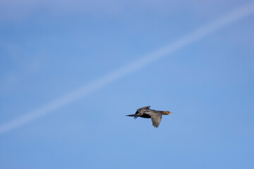 cormorant in flight in the blue sky above a lake