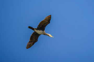 cormorant in flight in the blue sky above a lake