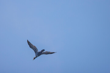 cormorant in flight in the blue sky above a lake