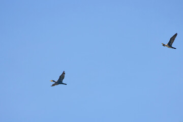 cormorant in flight in the blue sky above a lake