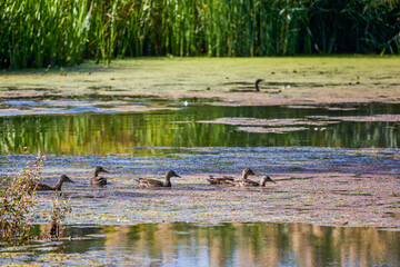 Wild ducks near a lake on a sunny autumn day