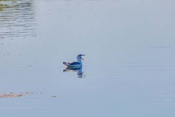 a seagull sitting on water on a sunny day