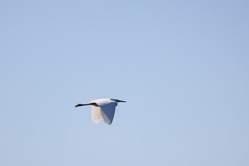 (Ardea alba) in flight over a lake on a sunny day