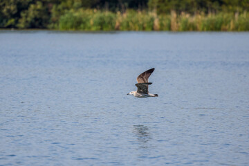 a seagull fly on sky on a sunny day