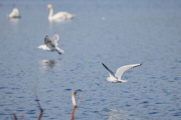 a seagull fly on sky on a sunny day