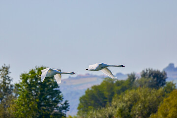 Fototapeta premium a group of swans flying in the sky
