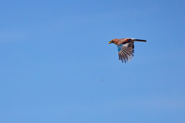 (Garrulus glandarius) in flight in the blue sky with an acorn in its beak