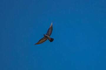 a beautiful dove with open wings flying in the sky