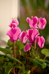 close-up of pink cyclamen with bokeh effect
