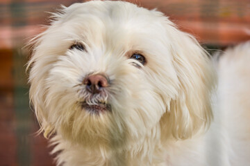 close up of a white dog with selective focus on the eyes
