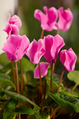close-up of pink cyclamen with bokeh effect